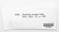Fusarium roseum image